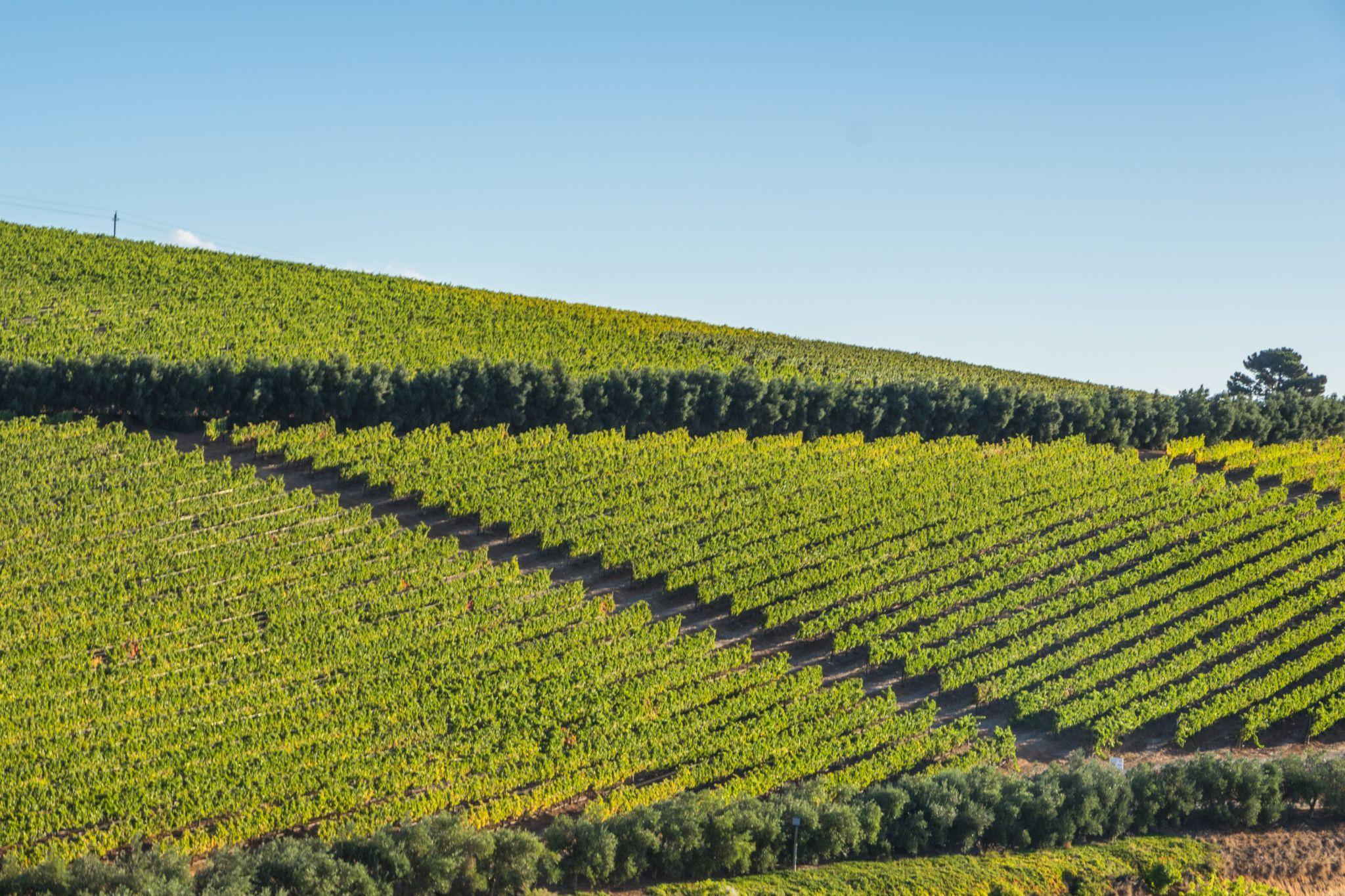 Vineyard rows along the Durbanville Wine Route, minutes from Cape Perlant