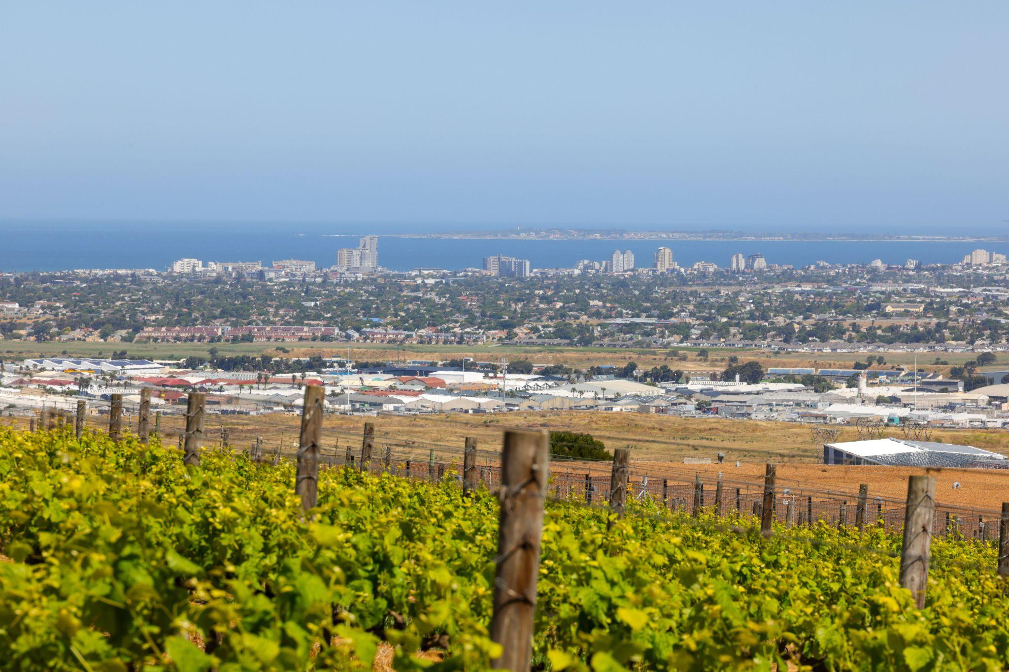 Vineyards near Cape Vine overlooking the coastline toward Bloubergstrand and Burgundy Estate suburb